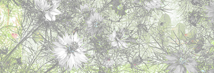 header.png